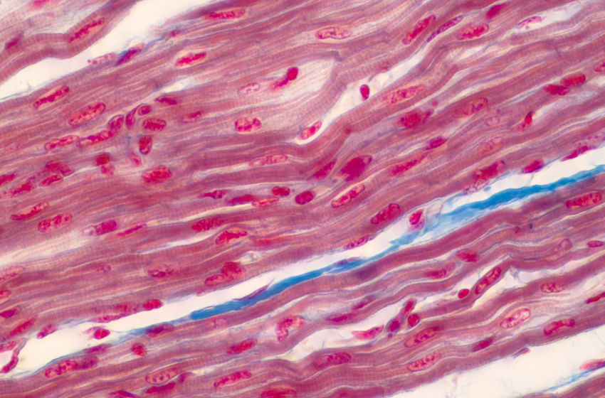 Accelerating Muscle Memory: Your Body's Hidden Superpower